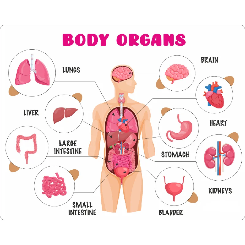 Educational Puzzle - Body Organs